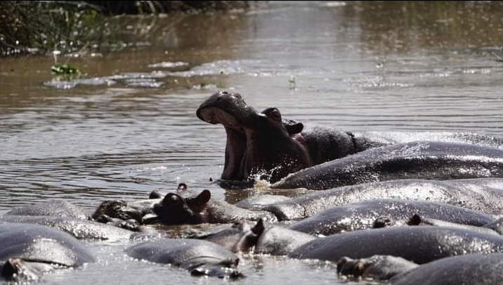 best tanzania safaris and tours 